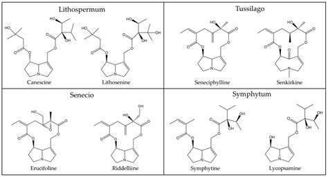 Examples Of Pyrrolizidine Alkaloids Inherent In Plants Of The Genera Download Scientific