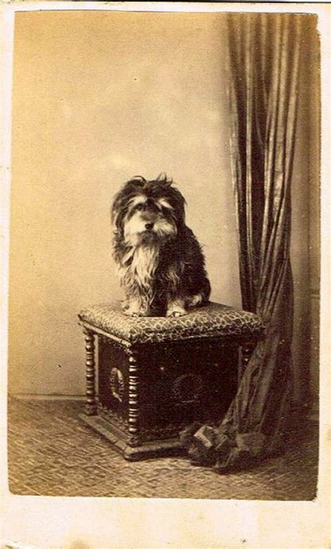 Vintage Doggy: Sad Dog