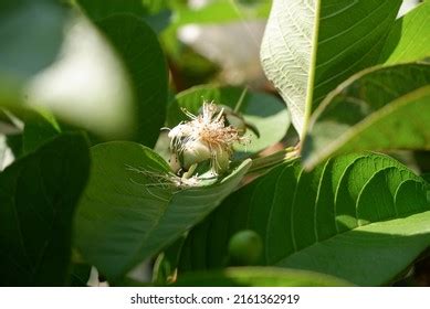 5,962 Guava flower Images, Stock Photos & Vectors | Shutterstock