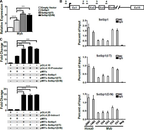 Myb Is A Direct Transcriptional Target Of Setbp And Setbp Missense