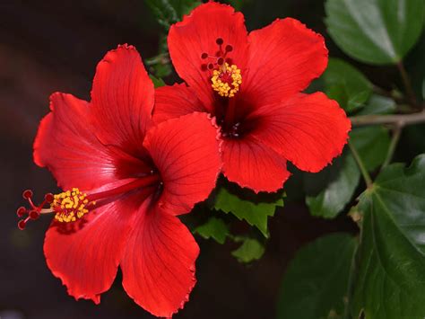 Hibiscus Rosa Sinensis China Rose World Of Flowering Plants