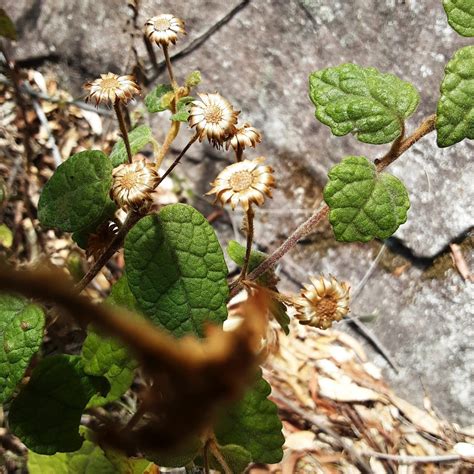 Toothed Daisy Bush From Wollemi National Park Glen Davis Nsw