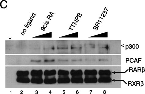 The Histone Acetylase Pcaf Is A Nuclear Receptor Coactivator