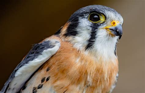 American Kestrel San Diego Zoo Animals And Plants