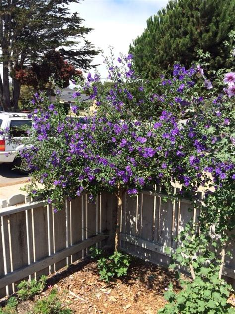 Blue Potato Bush Lycianthes Rantonnetii This Appears To Be Blue