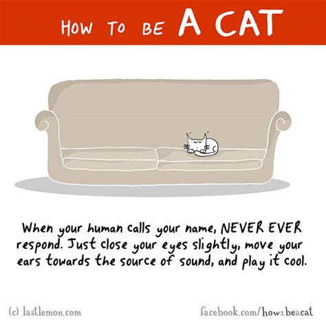 Illustrated: How To Become A Cat Today!