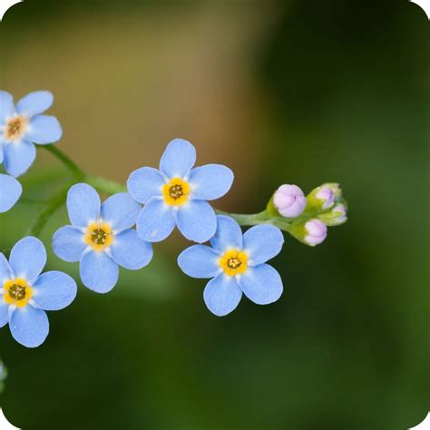 Wood Forget Me Not Myosotis Sylvatica Plug Plants Cumbria Wildflowers