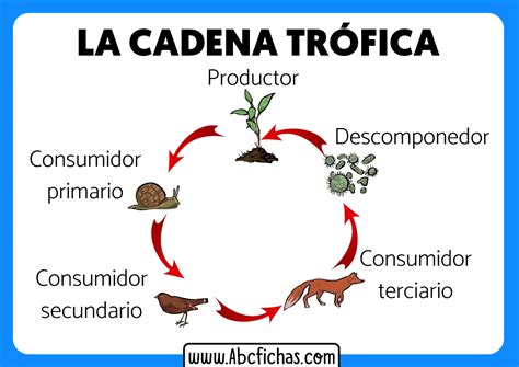 Ejemplo De Cadena Trofica ABC Fichas