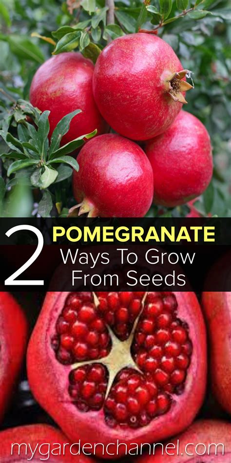 Pomegranate How To Grow Them From Seeds In 2021 Growing Pomegranate