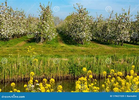 Rows With Blossoming Apple Fruit Trees In Springtime In Farm Orchards