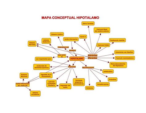 Mapa Conceptual Hipotalamo Andrea Serrano Udocz