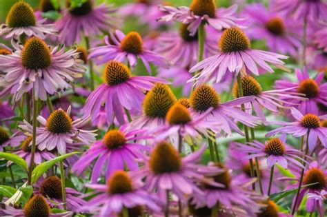 Premium Photo Purple Echinacea Flowers