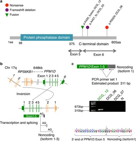 Gain Of Function Mutations And Fusion Ppm D A Distribution Of Ppm D