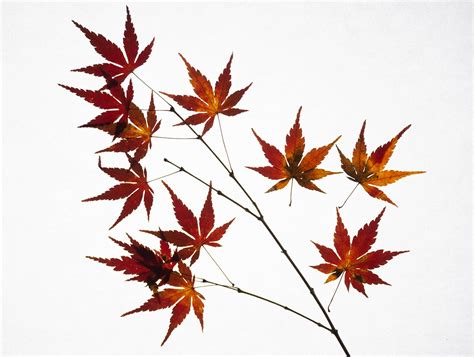 Maple Leaves Fall - Free photo on Pixabay - Pixabay