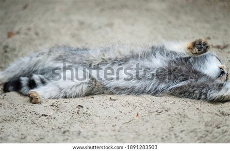 Pallass Cat Otocolobus Manul Manul Living Stock Photo 1891283503