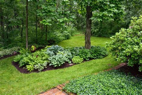 Fern and Hosta Garden: Crafting Your Shade-Loving Retreat