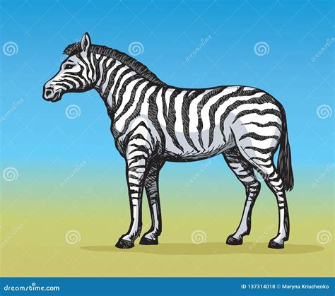 Zebra Vector Drawing Stock Vector Illustration Of Nature 137314018