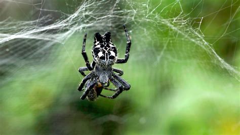 Shes A Man Eater And Thats Ok With Male Orb Weaving Spiders The Two Way Npr