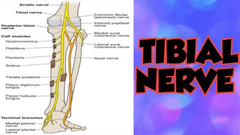 Tibial Nerve Course Branches And Clinical Anatomy Youtube