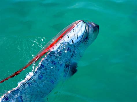 Oarfish - Life of Sea