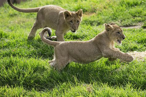 African Lion Cubs Playing Photograph by San Diego Zoo - Pixels