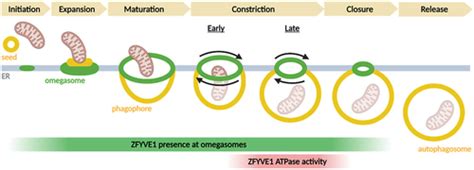 Full Article Atpase Regulated Autophagosome Biogenesis