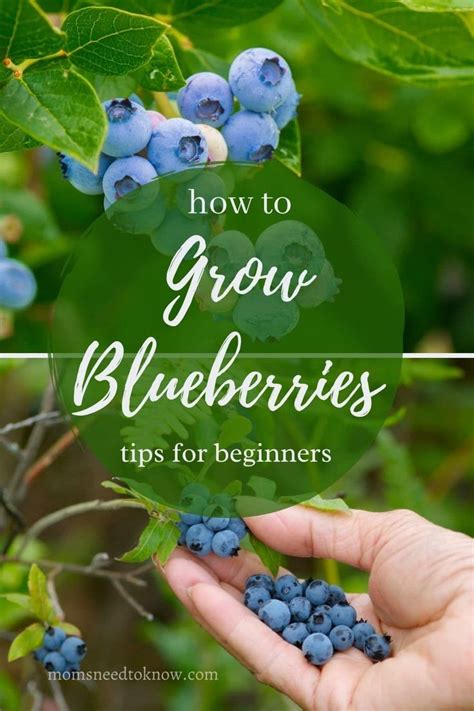 How To Grow Blueberries Moms Need To Know Growing Blueberries