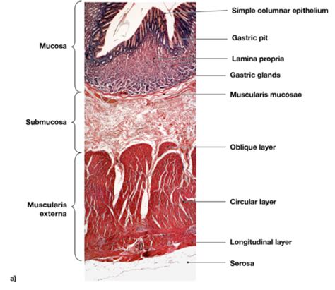 A P Lab 2 Histology Flashcards Quizlet