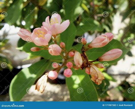Red Buckeye Flower Is Blooming Stock Image Image Of Collection Asia