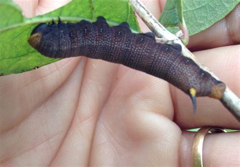 Snowberry Clearwing Caterpillar Whats That Bug