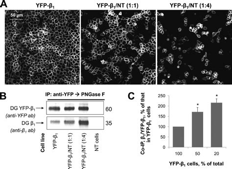 Increasing The Number Of Intercellular Contacts Between Non Transfected