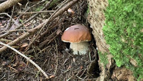 Sous Quels Arbres Poussent Les C Pes Chasseurs De Champignons