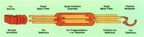 Conceptual Diagram Of The Triple Quadrupole Mass Spectrometer Showing Download Scientific