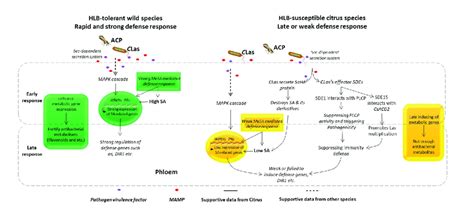 Sketch Of The Hypothetical Pathway Of HLB Tolerant And HLB Susceptible