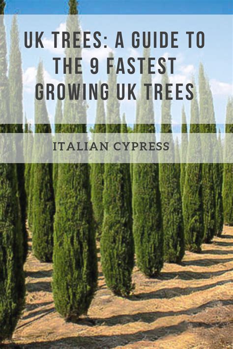 A Guide To Uk S Fastest Growing Trees Artofit