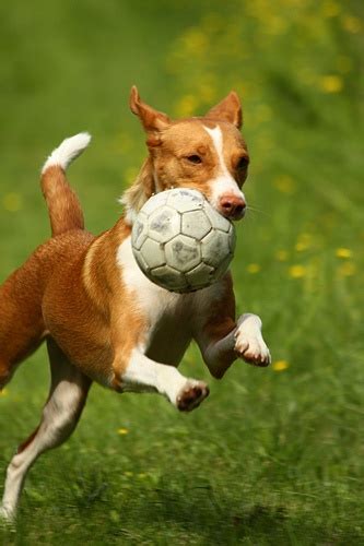 18 best images about Dogs playing soccer on Pinterest | Growing up ...