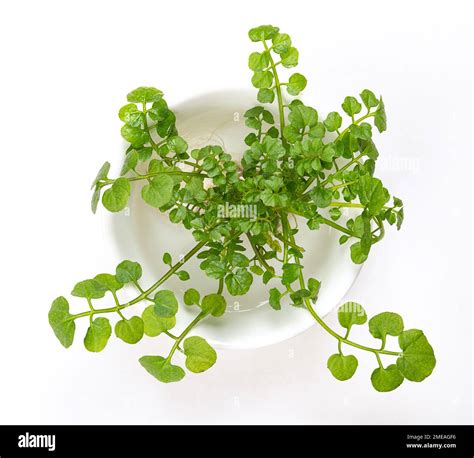 Watercress Plant In A White Bowl With Water Fresh Yellowcress