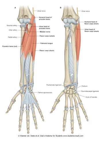 Forearm Muscles Origins And Insertions Flashcards Quizlet