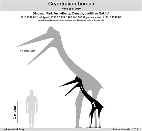 Cryodrakon Boreas Skeletal Reconstruction By Tyrannoraptoran On Deviantart