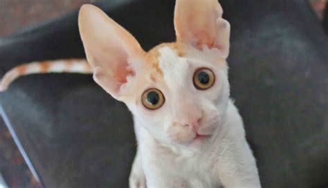 20 Fun Facts You Didnt Know About The Cornish Rex