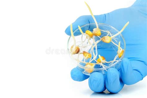 Experiment With Pea Plant Stock Image Image Of Laboratory