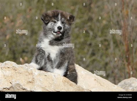 Dog Akita Inu Japanese Akita Puppy Brindle Sitting On A Rock Stock