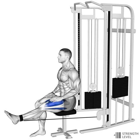 Cable Leg Extension Standards For Men And Women Kg Strength Level