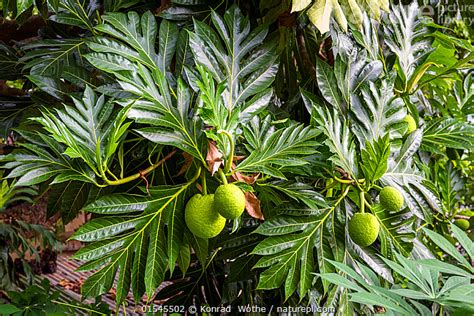 Stock Photo Of Breadfruit Tree Artocarpus Altilis Tobago Caribbean