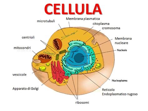 Lezione 5 La Cellula Risorse Per La Didattica