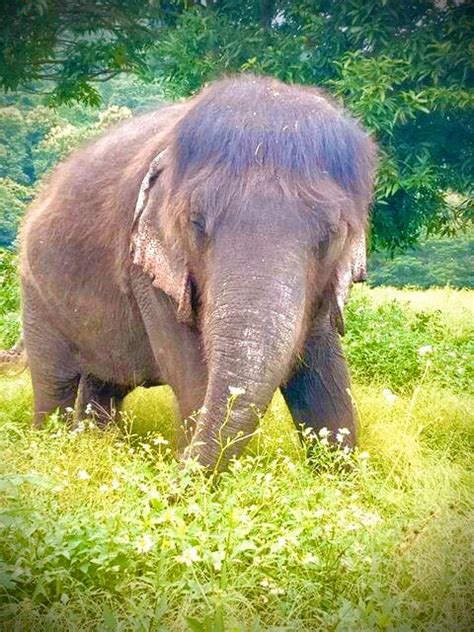 Thai Elephant With Bangs Becomes Internet Sensation For Her Hairstyle