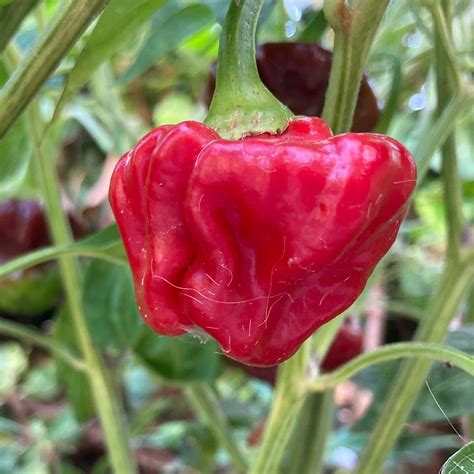 Red Jamaican Mushroom Pepper Seeds Tyler Farms