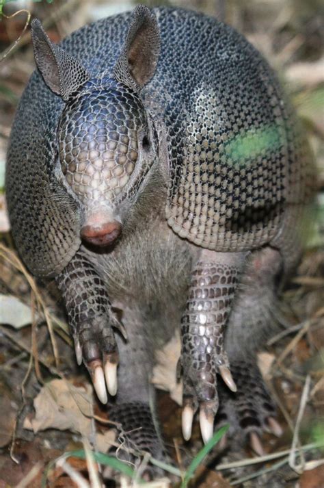 Texas State Small Mammal - Armadillo | Rainforest animals, Amazon ...