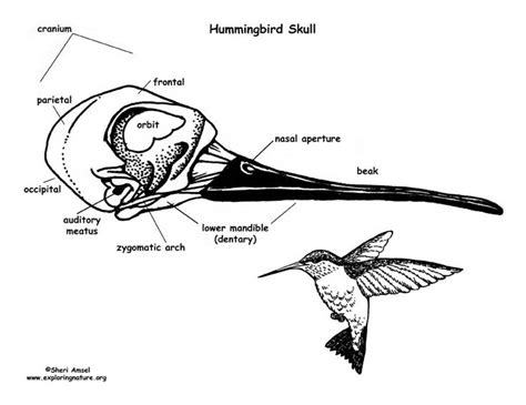 Pin on Bones | Hummingbird skull, Skull reference, Hummingbird