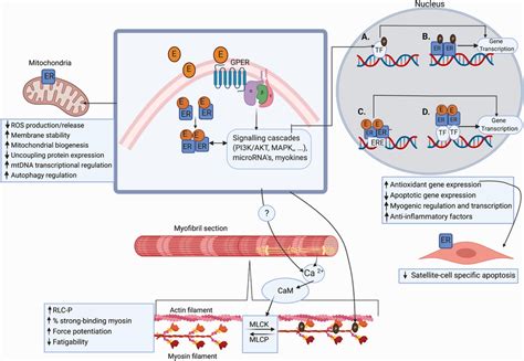 Estrogen Signaling In Skeletal Muscle Upward Arrows Indicate Increase